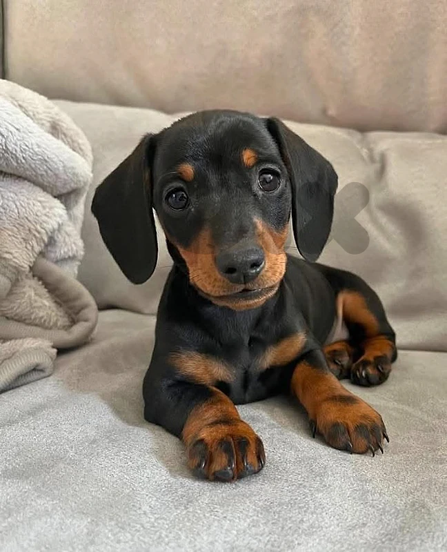 Meet Our Dachshund Princess Chocolate and tan Available Now/Delivery