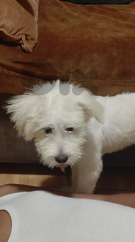 Bichon male for sale