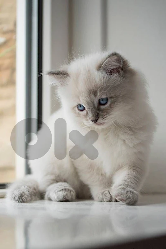 Ragdoll mixed Himalayan kitten