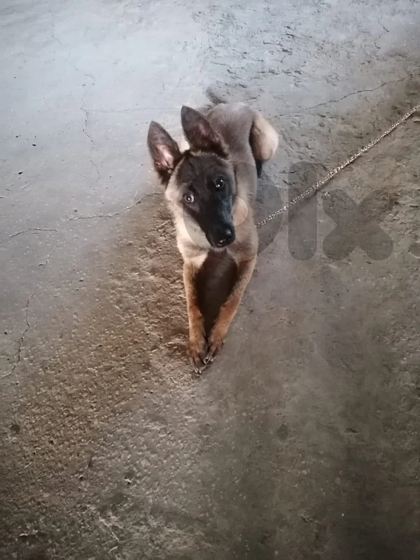 Malinois