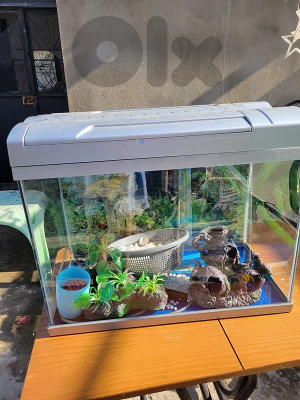 Fish tank (aquarium)