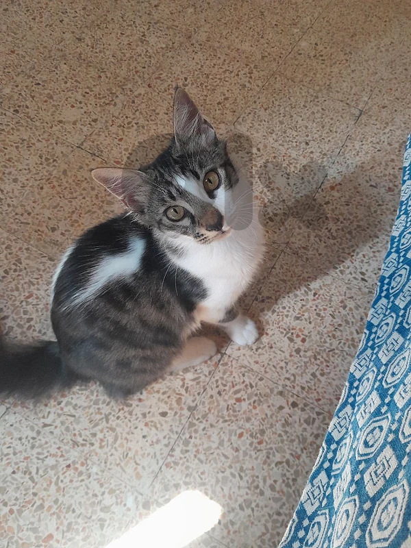 Cat for adoption