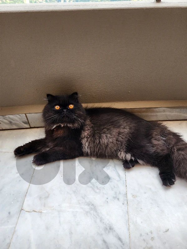قط ذكر Persian × Scottish عمره 7–8 أشهر – أليف جدًا + جميع أغراضه