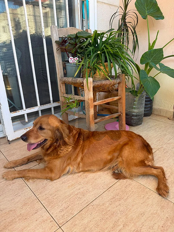 golden retriever for adoption - for family