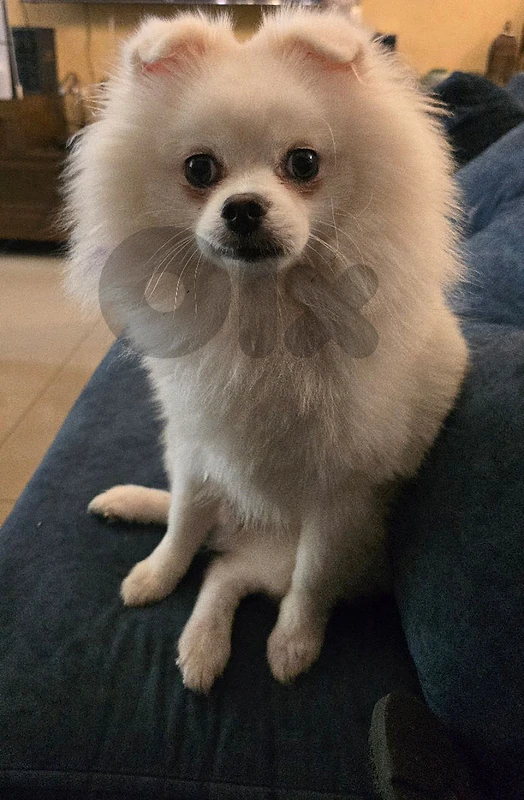 pomerinian for sale