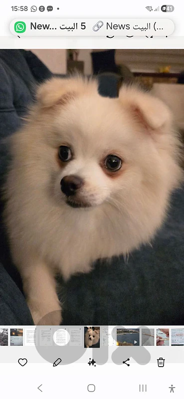 pomerinian for sale