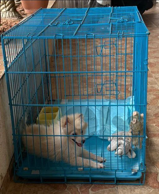 Pomeranian spitz puppy 70880018