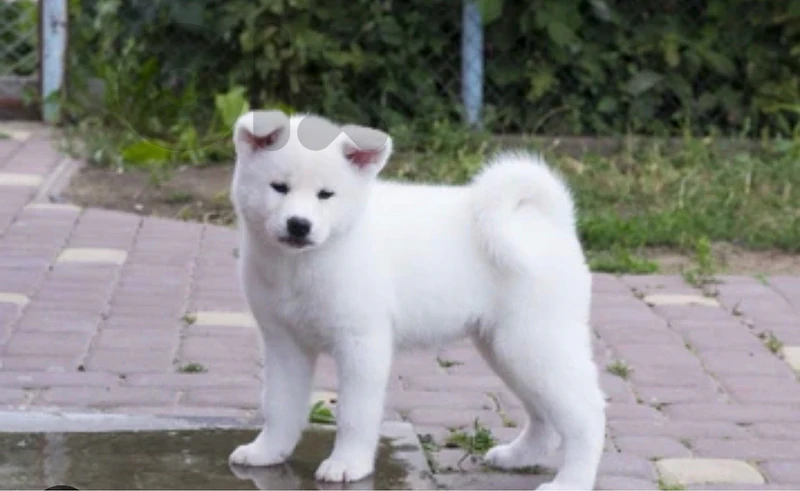 pure white akita
