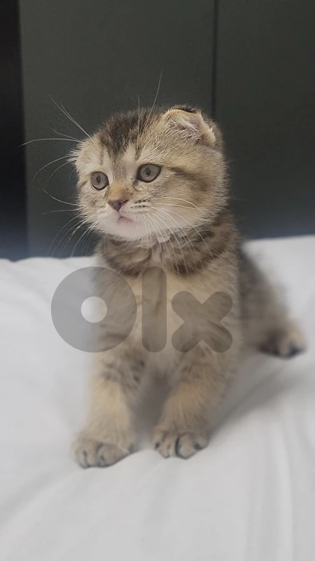Scottish Fold
