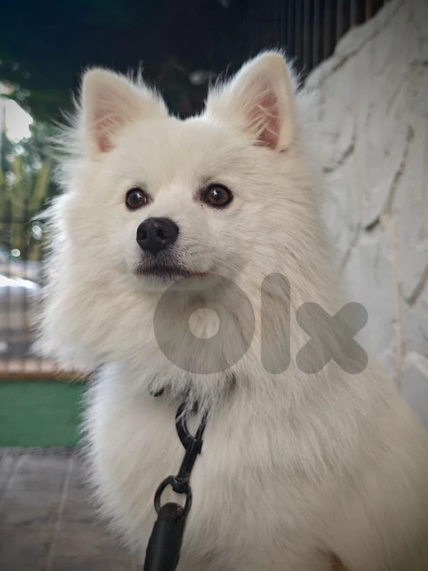 pomeranian dog