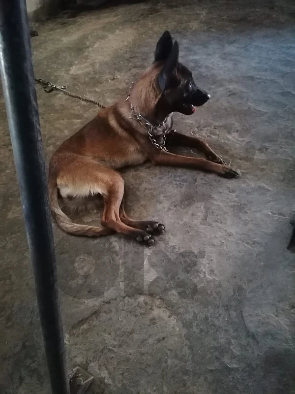 Malinois