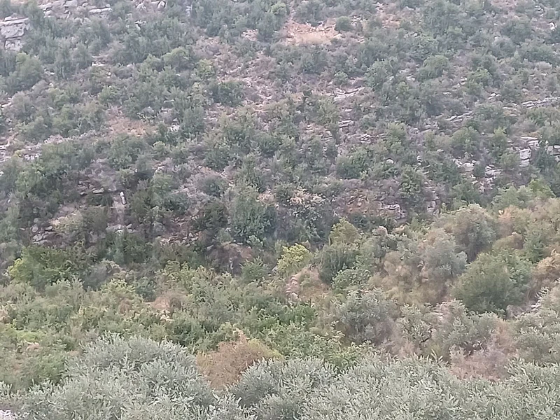 land for sale in Assia أرض للبيع في آسيا
