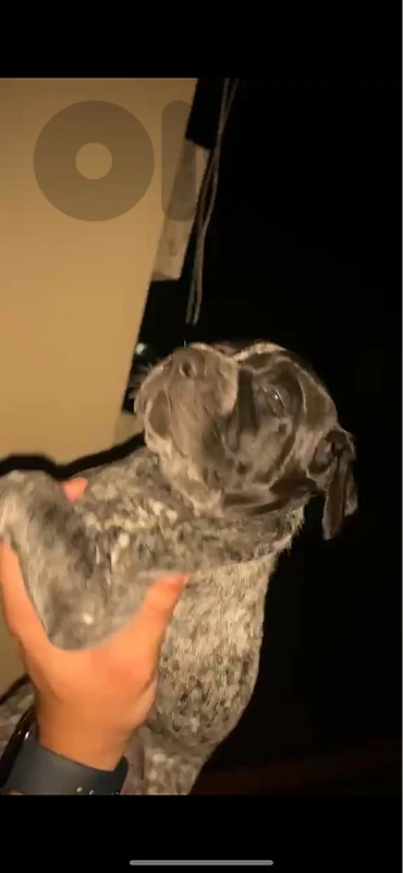 pointer dogs for sale