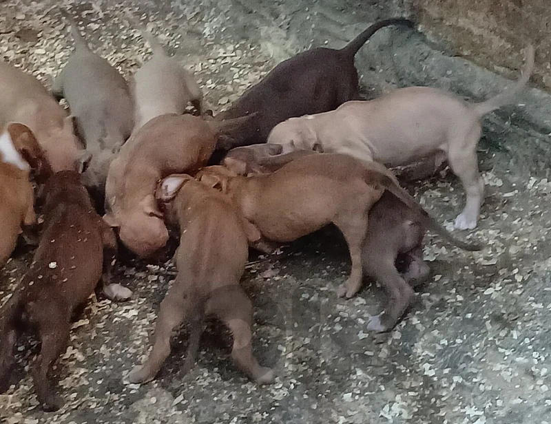 pitbull