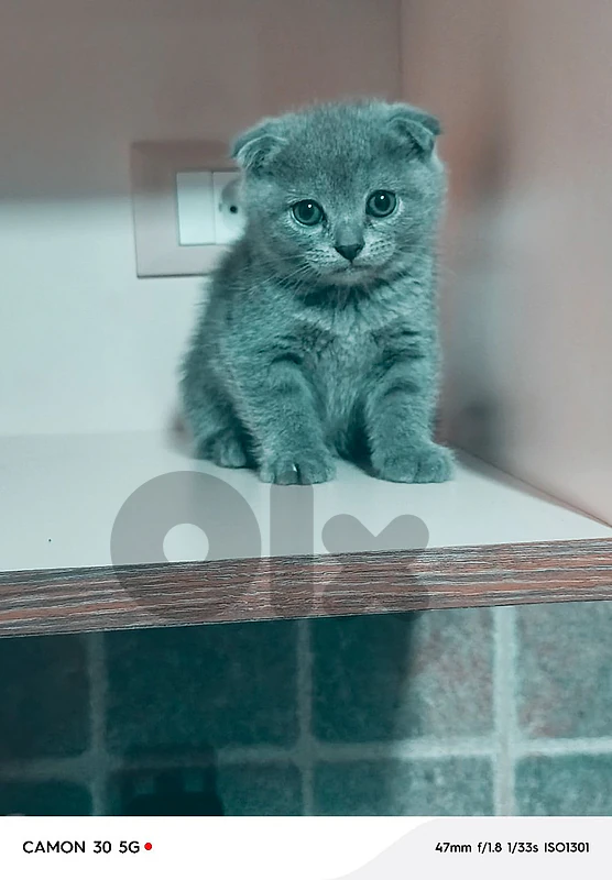 scottish fold kittens