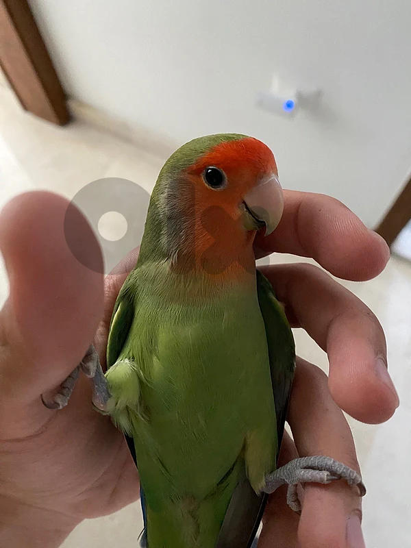 Super tamed bird