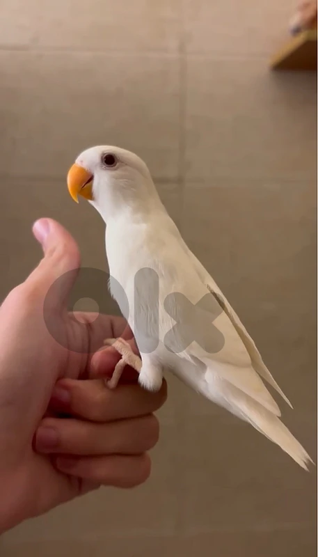 tamed bird