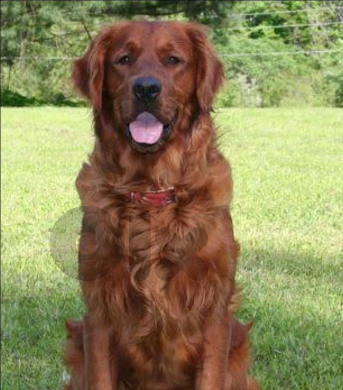 4 females 1 Male pure golden adult for sale