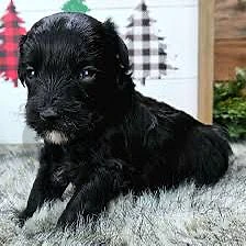 MaltiPoo