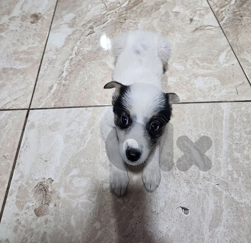 lolo mixed pomeranian for adoption