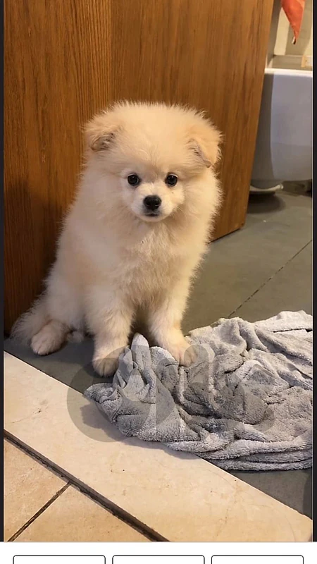 Pomeranian Puppy for Sale