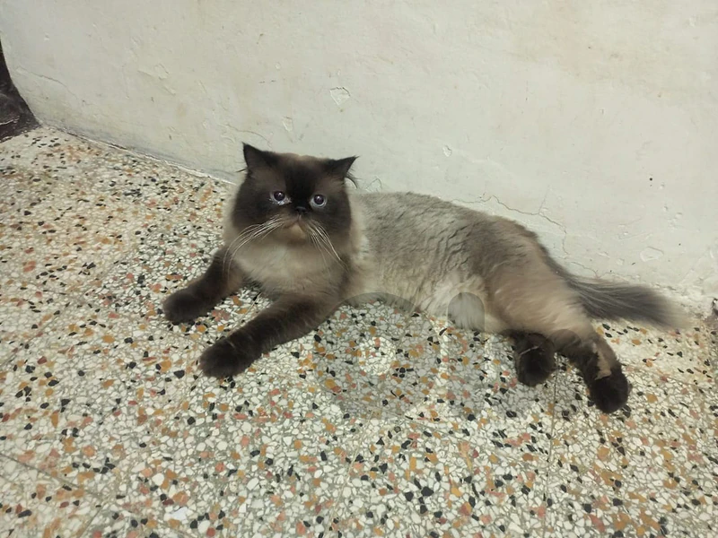 بيروت