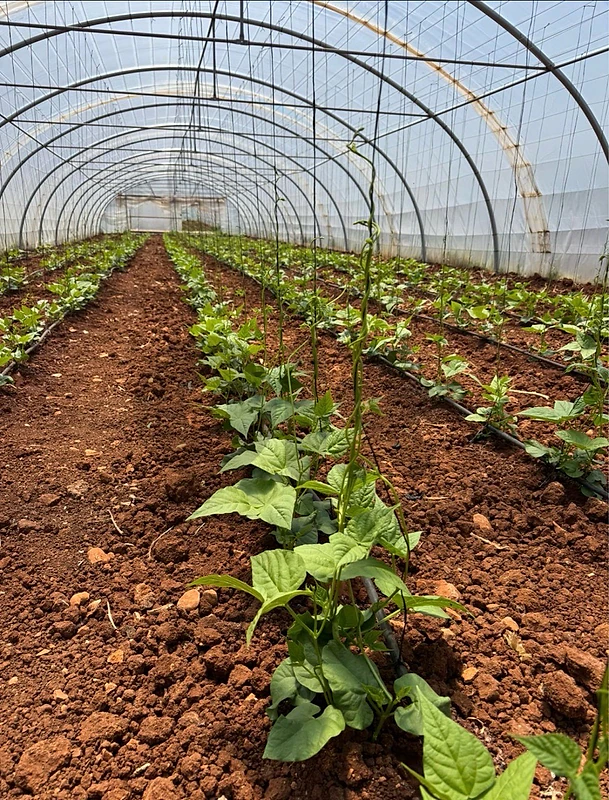 Agricultural Greenhouse- 352m square/ بيوت بلاستيكية زراعية كاملةللبيع