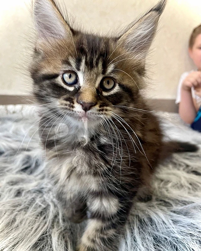 Mainecoon Tiger Imported
