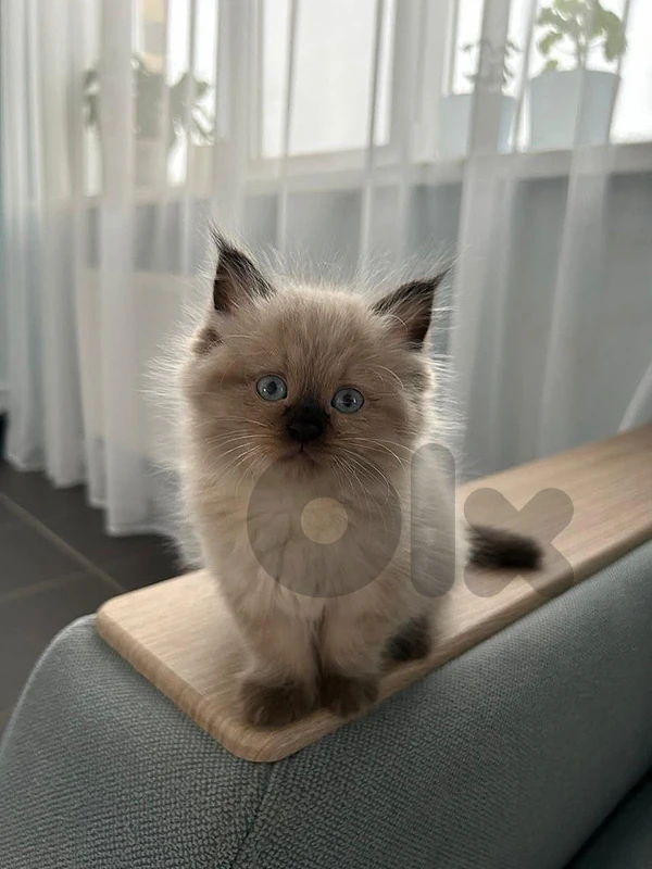 Himalayan Kitten