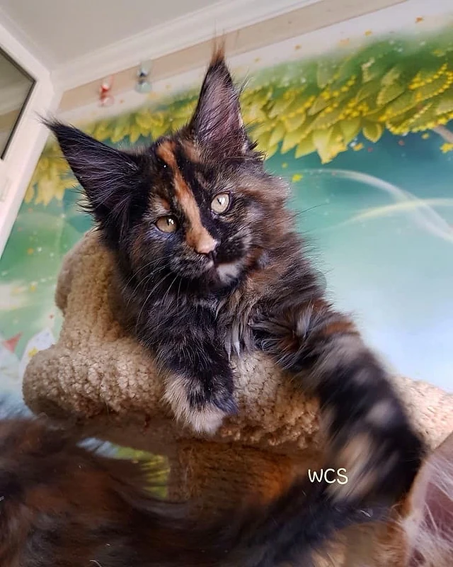 Mainecoon Kitten imported