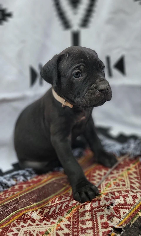 cane corso puppy imported