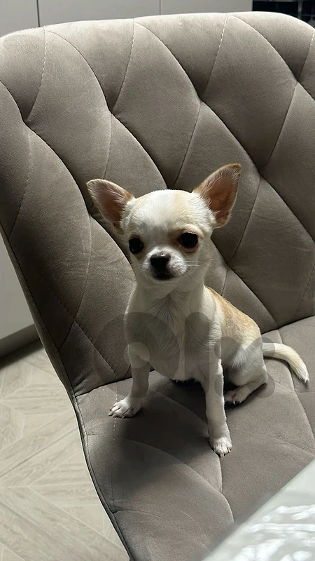 chihuahua puppy imported SMALL