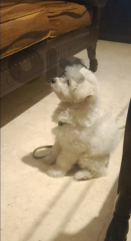 MINi  Bichon for sale