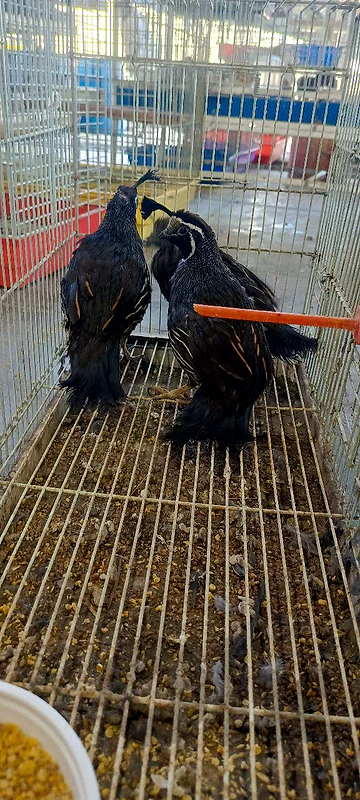 california quail for sale