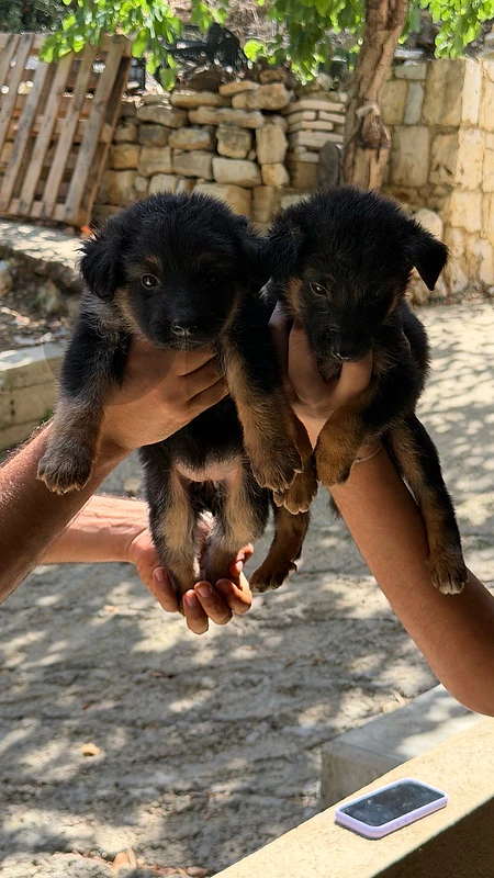 german sheperd