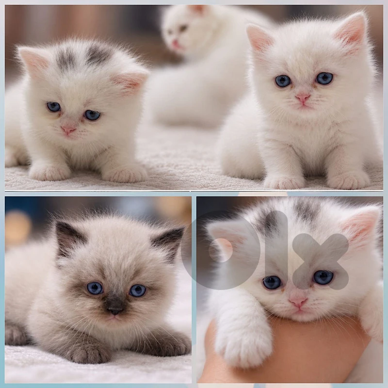 himalayan kittens