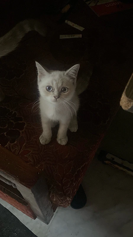 male kitten mix british ragdoll