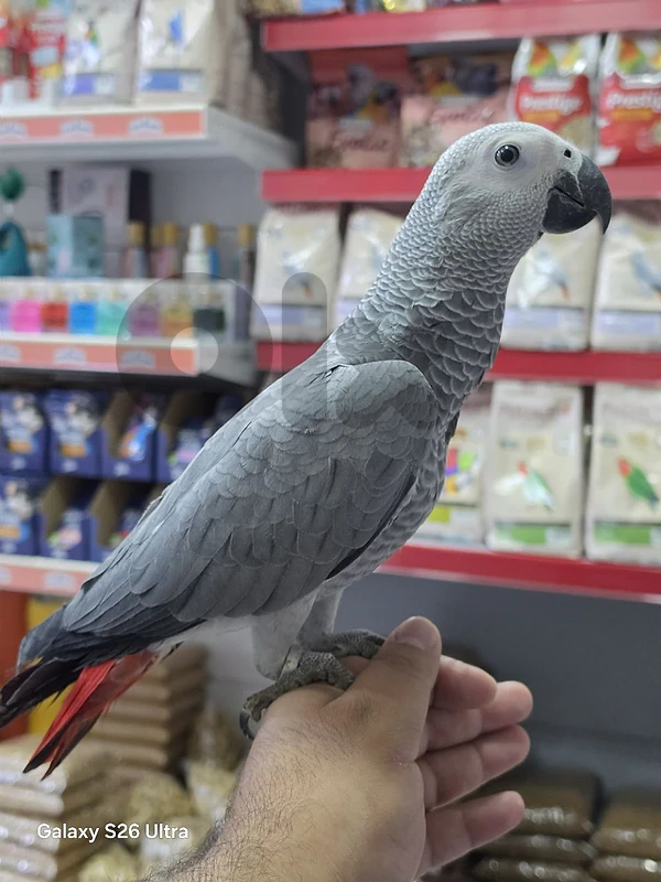kasko parrot baby