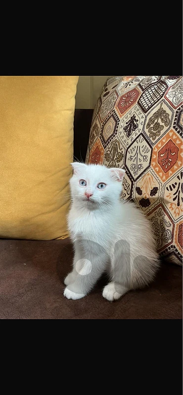 4 Scottish fold