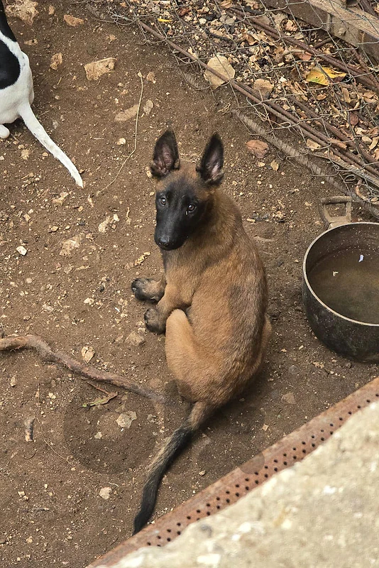 belgian malinois