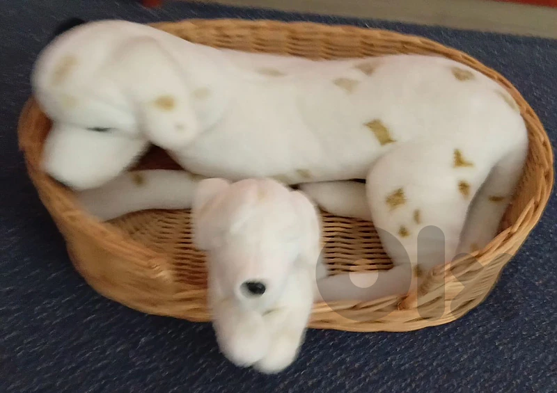 chiens dalmatiens