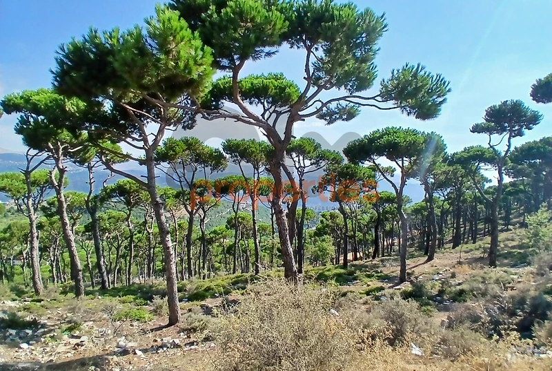 Undermarket Price Land For Sale In Bickfaya ارض للبيع في بكفيا CPKH34