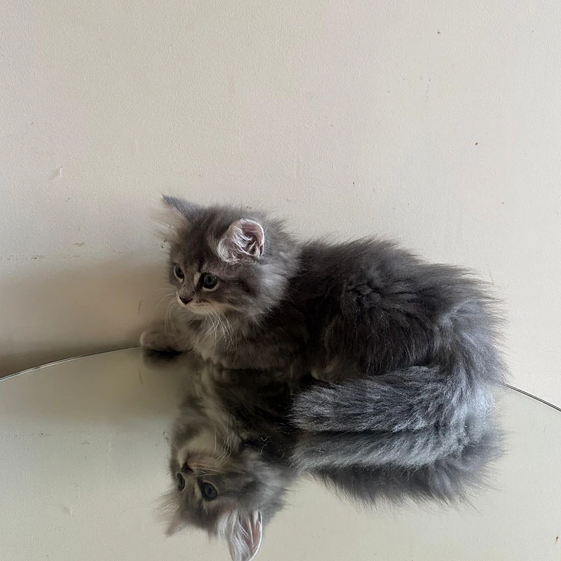 persian himalayen kitten for sale