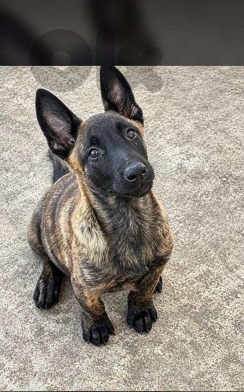 Malinois Dutch
