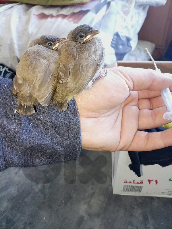 بلابل . بلبل