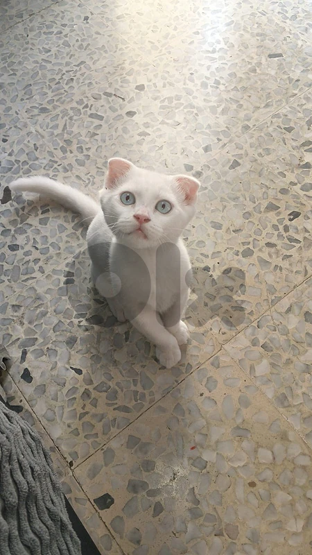 very friendly kitten