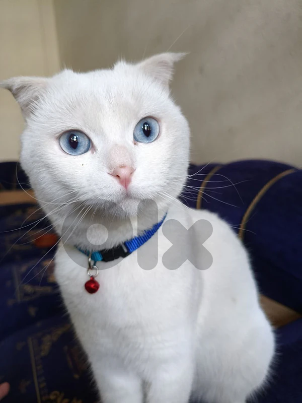 scottish fold lal bay3