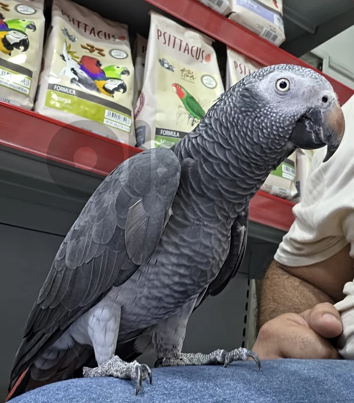 timneh parrot
