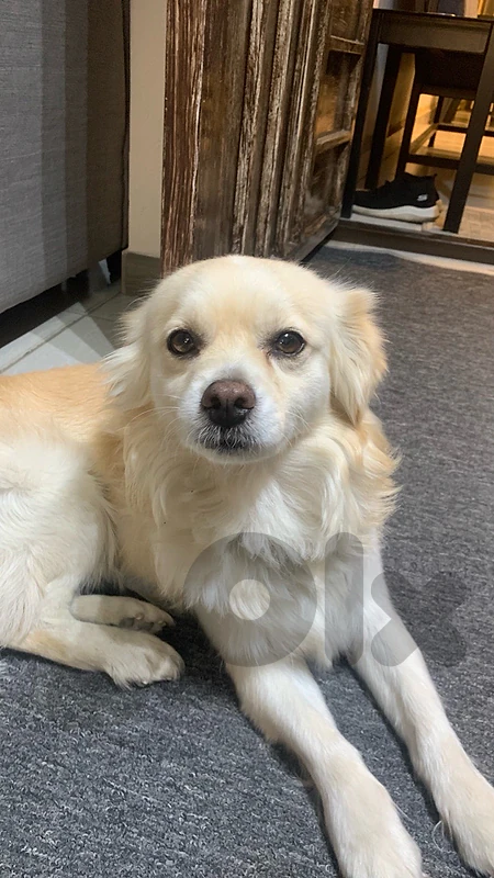 his name is olé