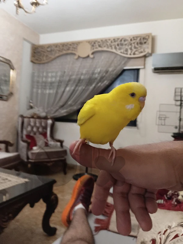 بادجي مروض بيحكي ٦٠ كلمة